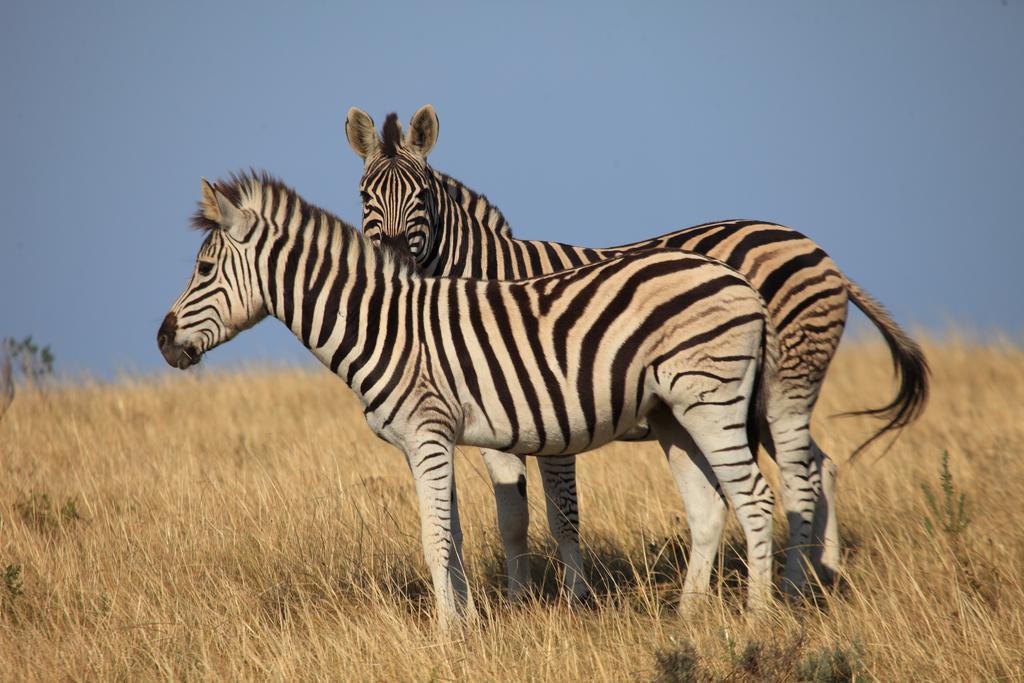 Botlierskop Bush Villas Sandhoogte Exteriör bild