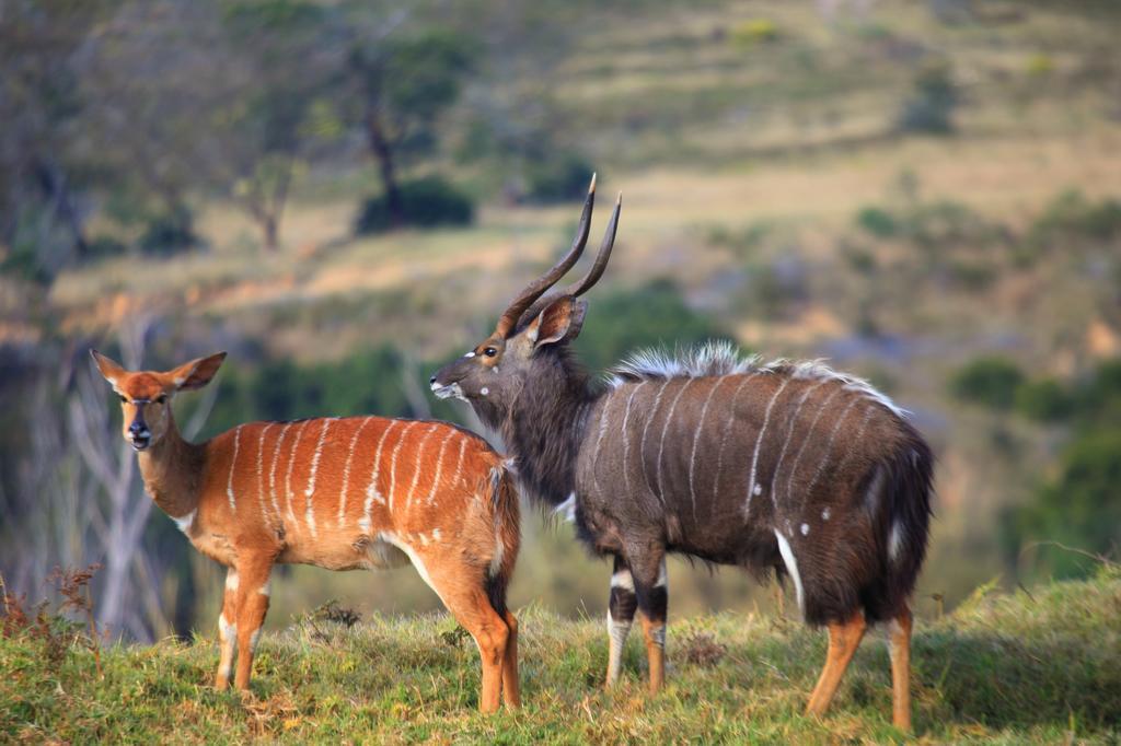 Botlierskop Bush Villas Sandhoogte Exteriör bild