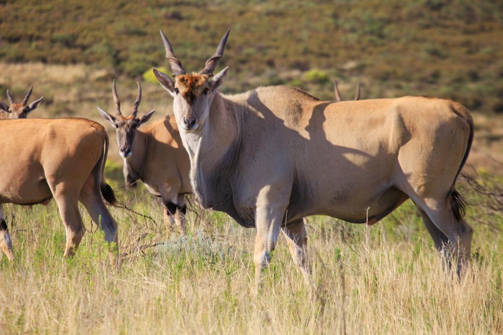 Botlierskop Bush Villas Sandhoogte Exteriör bild